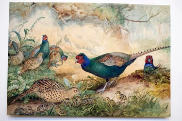 Japanese Pheasants